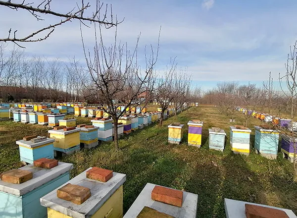 Prognoza zime uz pomoć pčela